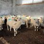 Hoggets Image 6