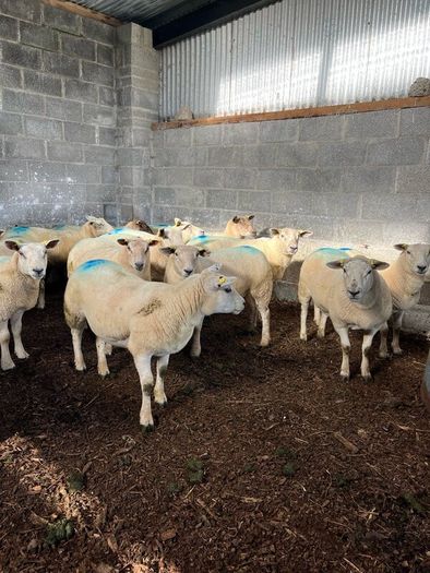 Hoggets