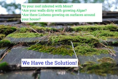 Professional Moss, Algae & Lichens Cleaner