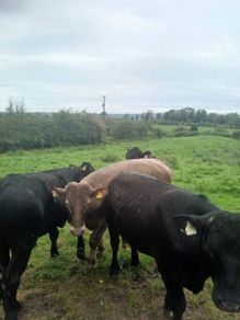 Bullocks