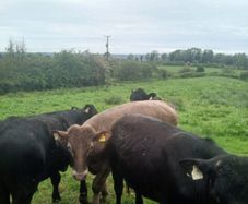 Bullocks