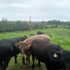 Bullocks