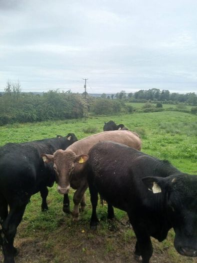 Bullocks