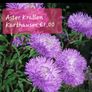Aster seeds from 1 euro. over 15 different varieties Image 5
