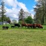 First calved Heifers Image 8