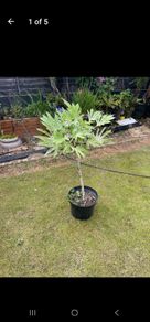 Japonica Fatsia Variegated