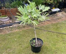 Japonica Fatsia Variegated