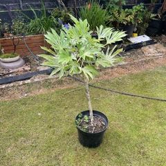 Japonica Fatsia Variegated