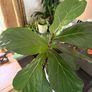 Ficus lyrata plant Image 3