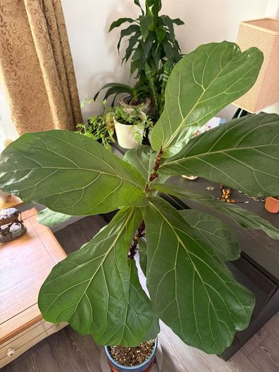 Ficus lyrata plant