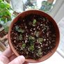 Free kalanchoe plantlets Image 3