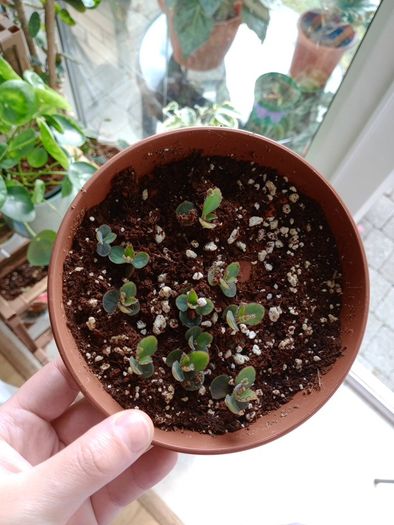 Free kalanchoe plantlets