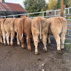24 super 380kg charlaois heifers