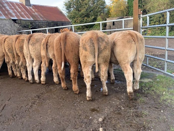 35 super 380kg charlaois heifers