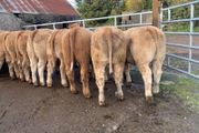 35 super 380kg charlaois heifers