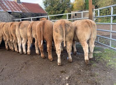 35 super 380kg charlaois heifers