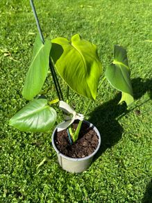 Monstera Deliciosa House Plant