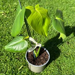 Monstera Deliciosa House Plant