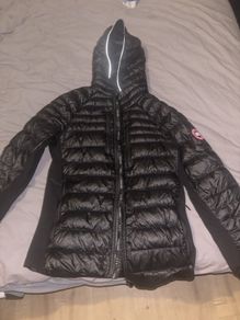 canada goose