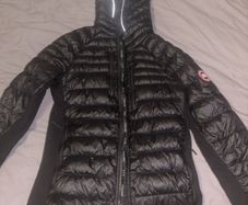 canada goose