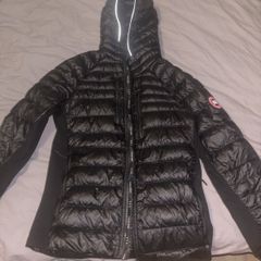canada goose