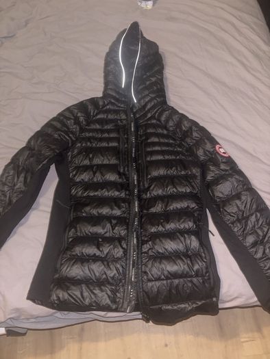 canada goose