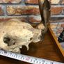 vintage horse skull Image 4