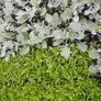 Shrubs and Plants Image 7