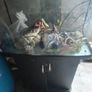 fish Image 3