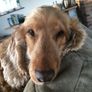 Pet minder in the comfort of their own homes. Image 2