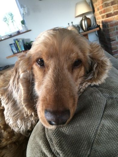Pet minder in the comfort of their own homes.
