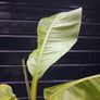 "Musa Basjo " banana tree Image 9