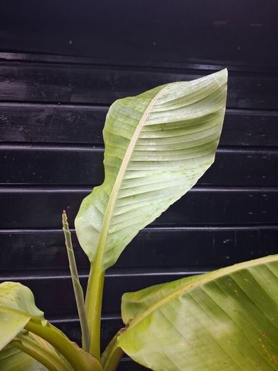 "Musa Basjo " banana tree