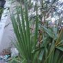 Chamaerops Excelsa - Trachycarpus fortunei wagnerianus Image 7