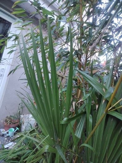 Chamaerops Excelsa - Trachycarpus fortunei wagnerianus