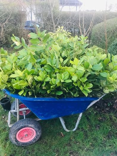 Cherry Laurel hedge plants Multi-stems (last of bare root)