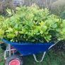 Bare root hedging Image 2