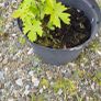Grape Vine Image 2