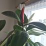 Ficus elastica Robusta  rubber plant Image 4