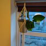 Golden Pothos incl. Hanging Basket and pot Image 3