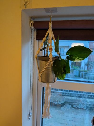Golden Pothos incl. Hanging Basket and pot