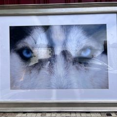 Beautiful animal picture. Fabulous blue eyes.