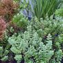 Evergreen Shrubs and perennials 2euro Image 3