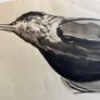 Ruth Brandt sketch Image 2