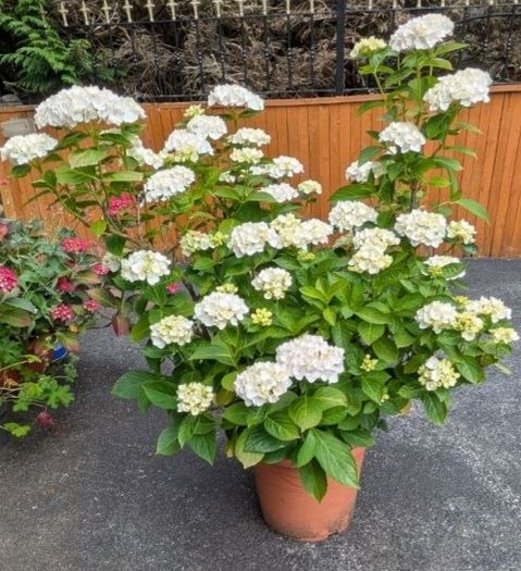 Hydrangea