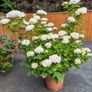 Hydrangea Image 5