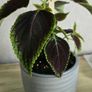 indoor plant in pot Image 2