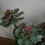 Ikea Plant decor Image 2