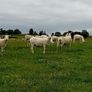 Hoggets Easy Care Image 3