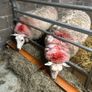 Ewes with lambs Image 4